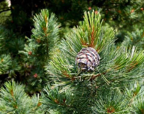 Sosna limba (Pinus cembra)