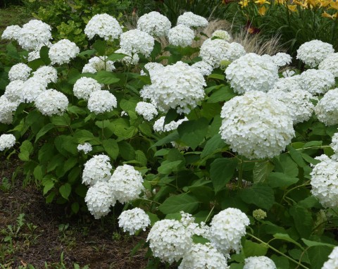 Zacznij już w styczniu. Wiosną hortensje wypuszczą dwa razy więcej kwiatów niż zwykle