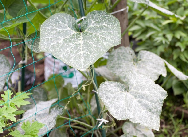 Mączniaka na roślinach rozpoznamy bez trudu.
