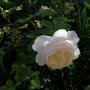 Rośliny, Róże 2010 - Crocus Rose