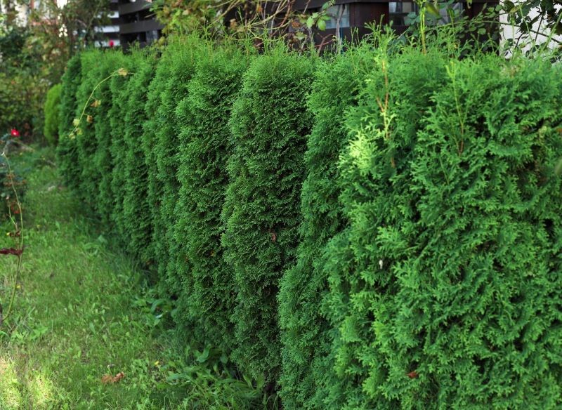 Wiosną tuje potrzebują azotu, by się pięknie zazielenić.