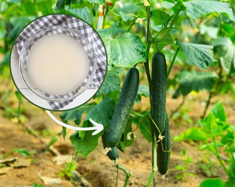 Koreańska metoda uprawy ogórków. Zdrowe i duże zbiory gwarantowane