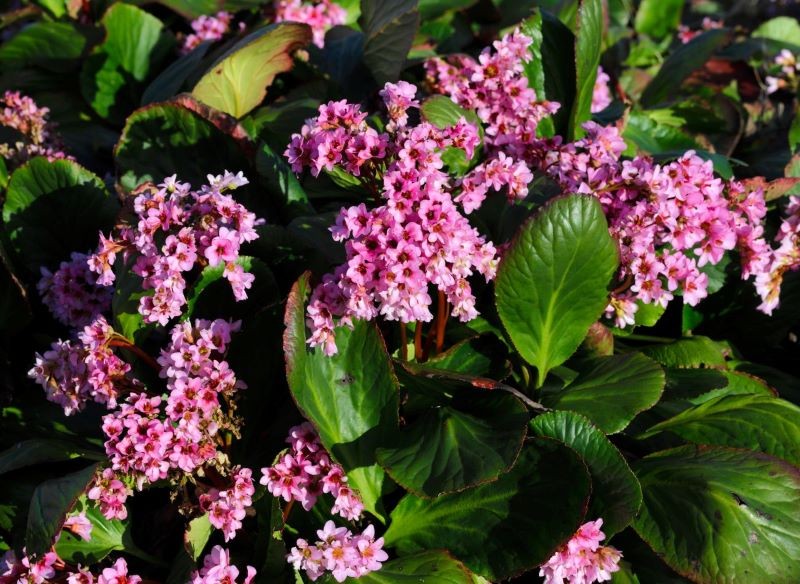 Wiosną bergenia sercolistna rozkwita.