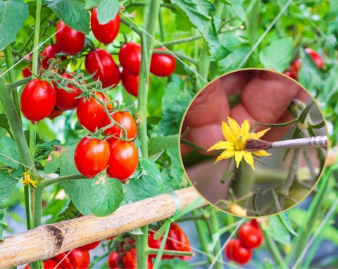 Jak zapylać pomidory w tunelu i szklarni? 6 niezawodnych sposobów na zapylanie pomidorów