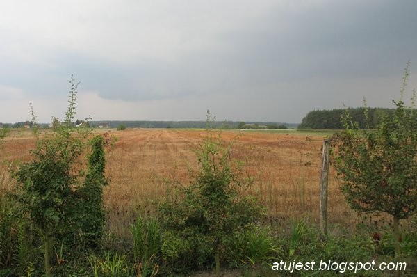 Rośliny, Ogród - Krajobraz przed burzą.