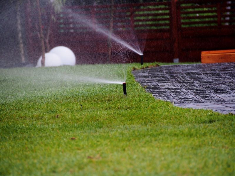 Trawnik z rolki wymaga odpowiedniej pielęgnacji po położeniu, zwłaszcza podlewania.