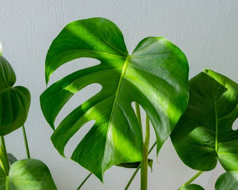 Wydłużone łodygi i małe liście u monstery? Powód może być banalny