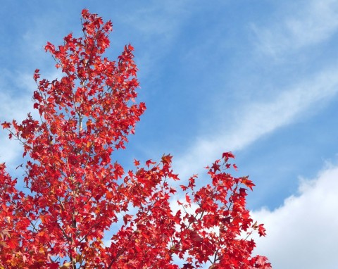 Jest symbolem jesiennego piękna w ogrodzie. Przepięknie się przebarwia, a jego liście pachną