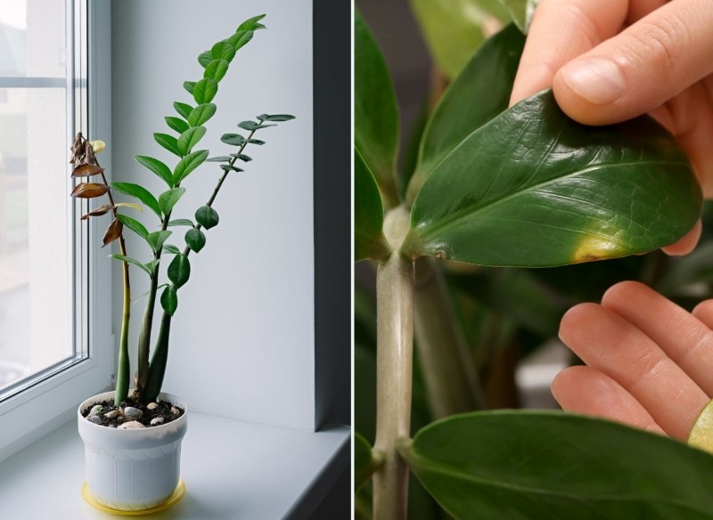 co zrobić, gdy zamiokulkas ma żółte liście