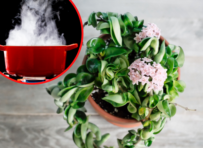 hoja - roślina, która przynosi pecha