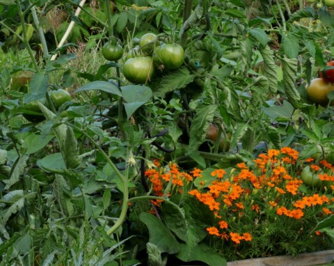 Te kwiaty posadź przy pomidorach. Zwiększają plonowanie i pomagają pozbyć się szkodników