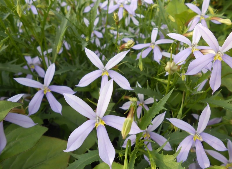 jak uprawiać laurencję