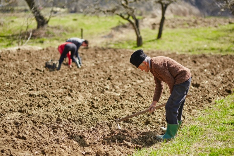 przygotowanie ziemi pod warzywa