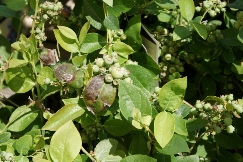 gąsienice na borówce amerykańskiej
