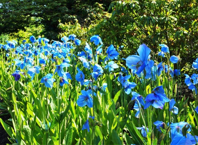 Mak himalajski można uprawiać w ogrodzie.
