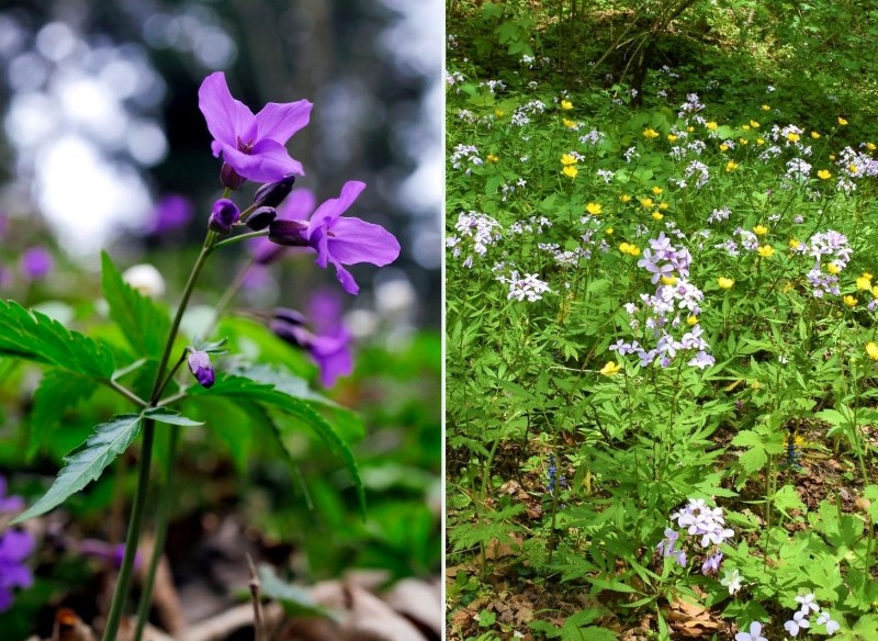uprawa żywca w ogrodzie