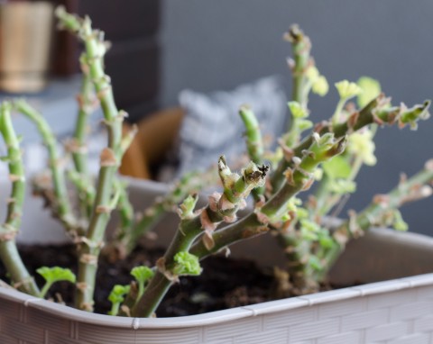 Wybudzanie pelargonii po zimie. Z pomocą domowej odżywki szybko się zazielenią