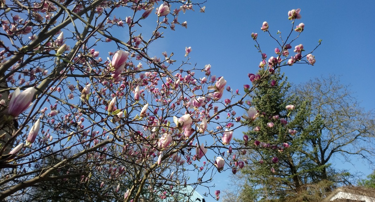 Rośliny, Czas na magnolie.....................