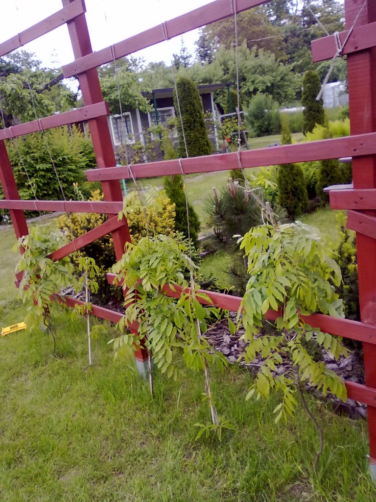 Pozostałe, działka rekreacyjna - pnącza ida w górę ..... ciekawe ile lat będę czekac az wisteria zakwitnie :)