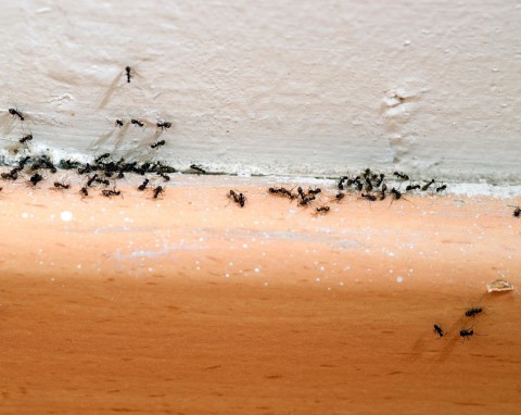 Mrówki zaczęły wchodzić do domu? Ekologiczny i skuteczny patent na pozbycie się ich