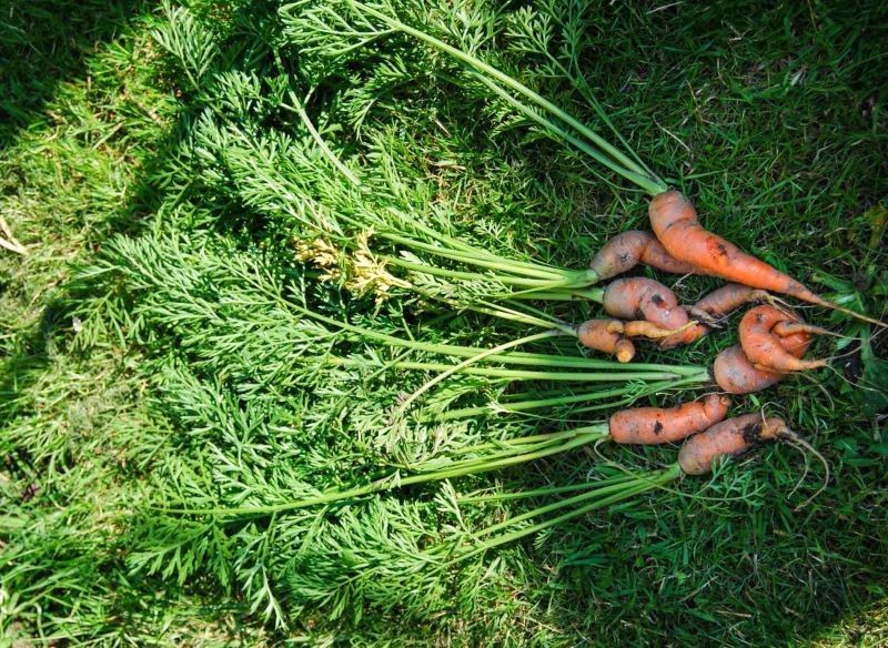 Przyczyn deformacji marchewki jest wiele, ale każdej z nich można przeciwdziałać.