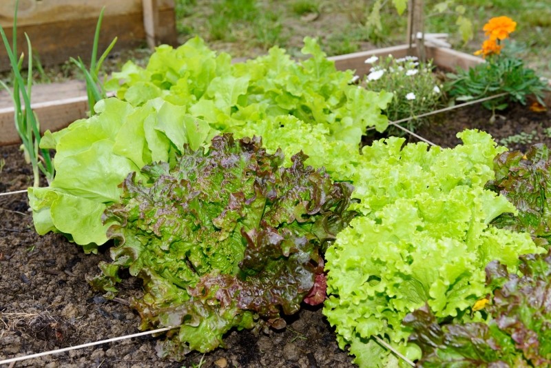 dlaczego warto uprawiać warzywa