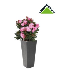 Oleander mix 45-55 cm