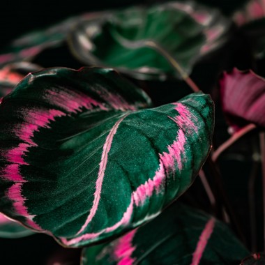 Kalatea.
Fot. 123.RF