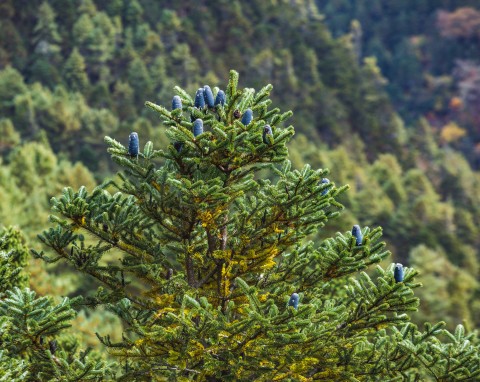 Jodła koreańska (Abies koreana)