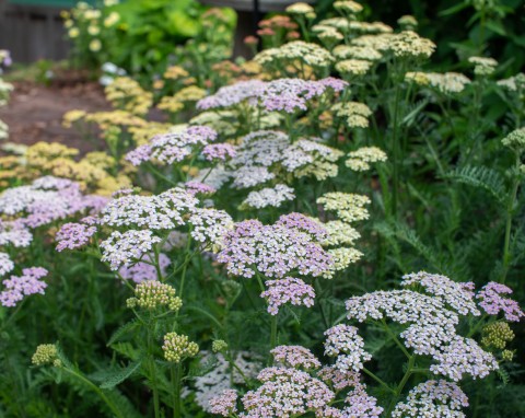 Krwawnik pospolity (Achillea millefolium)