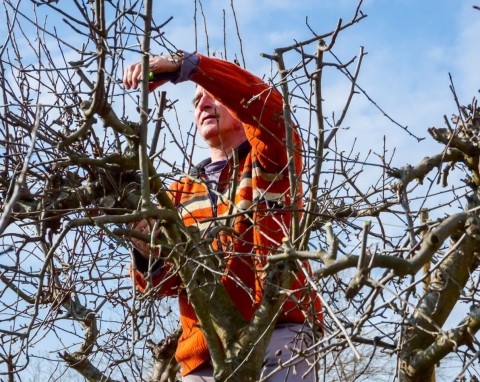 Przycinanie drzew o kulistych koronach. Jak ciąć, żeby uzyskać większą gęstość i zachować kształt?