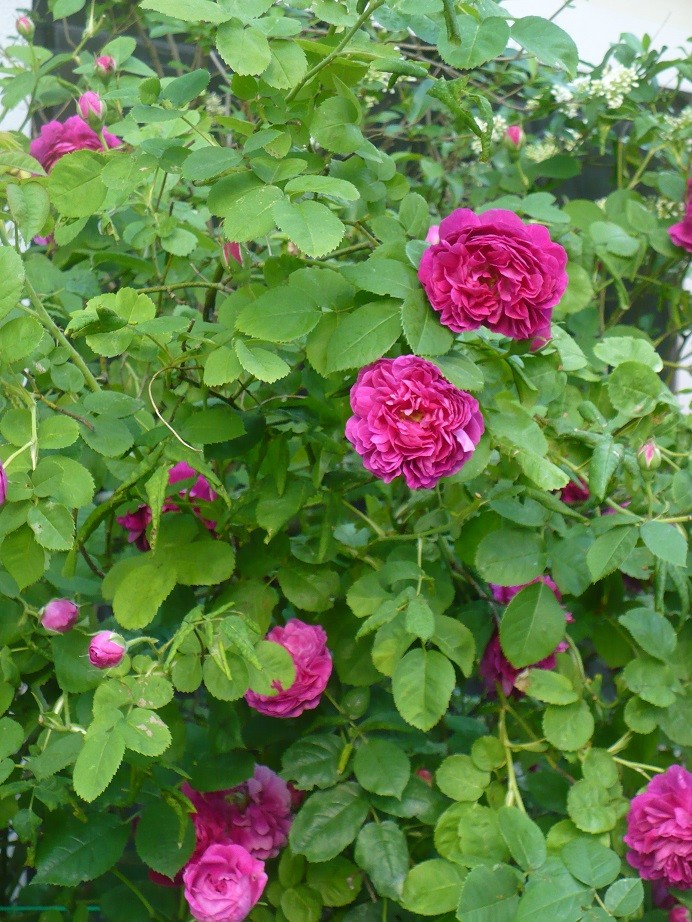 Pozostałe, Lato................ - ................i róże w ogrodzie................