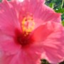 Rośliny, Pełnia lata ............... - ...................hibiskus zakwitł wczoraj ..............jeszcze czekam na kolejnego..................