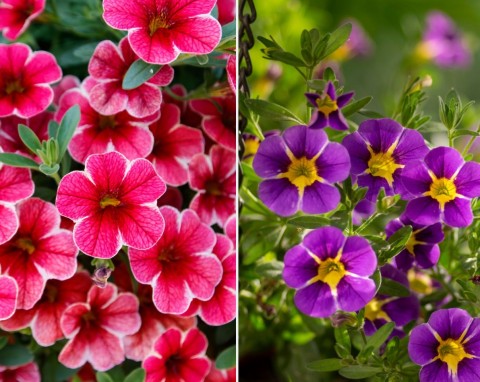Te kwiaty to będzie balkonowy hit lata. Jak uprawiać i pielęgnować calibrachoę?