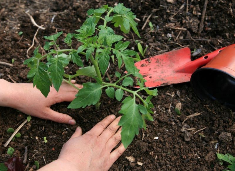 Sadzonki pomidorów sadzimy w gruncie w drugiej połowie maja.