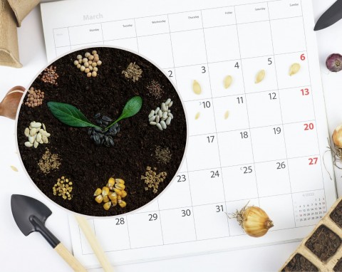Kalendarz biodynamiczny marzec 2023. Jakie prace ogrodowe przeprowadzić w tym miesiącu?