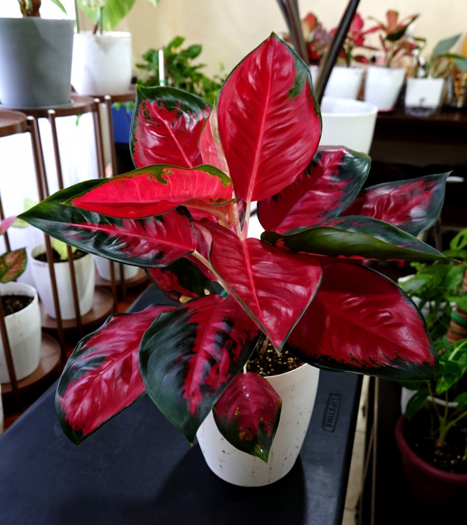 Dekoracje, Różowa aglaonema - aglaonema