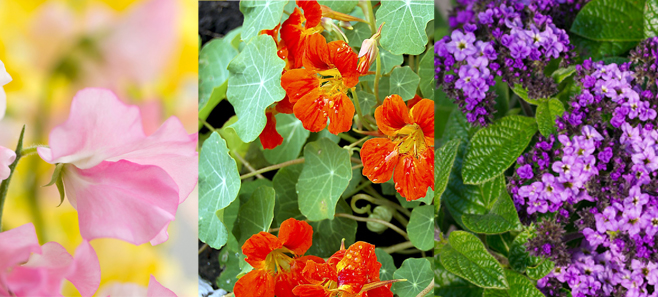6 najpiękniej pachnących roślin na balkon!