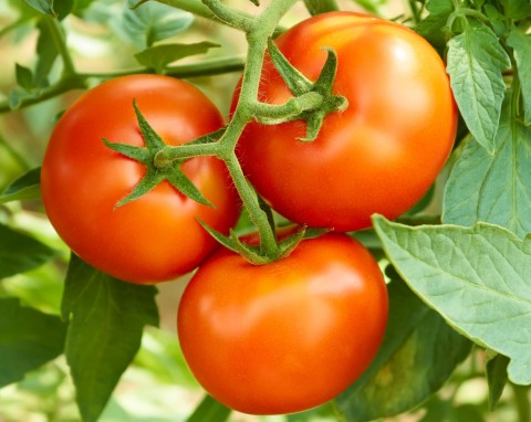 Pomidory - sierpniowa pielęgnacja, wysiew roszponki i rokietty siewnej