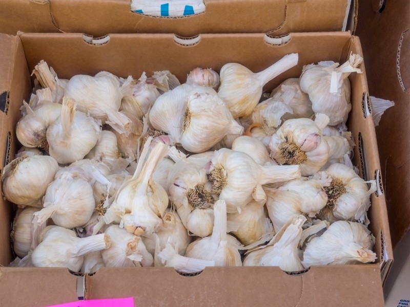 jak przechowywać czosnek do czasu sadzenia