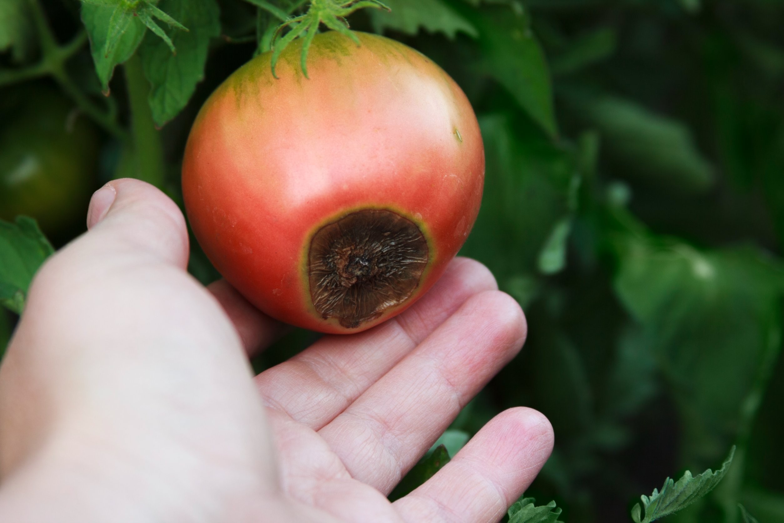 Sucha zgnilizna wierzchołkowa pomidorów – jak zapobiegać