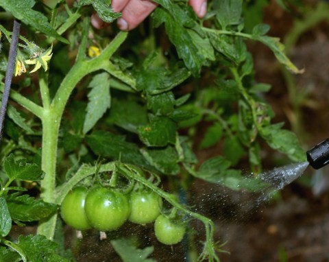 Wzmacnia rośliny i chroni je przed chorobami. Jak stosować oprysk z drożdży na pomidory i ogórki?