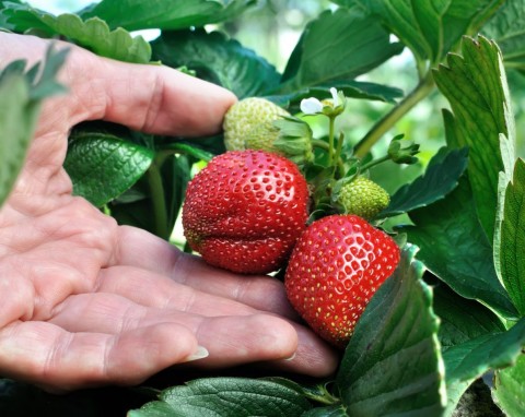 Nawozy z alg i wodorostów. Naturalne wzmocnienie i odżywienie roślin w ogrodzie