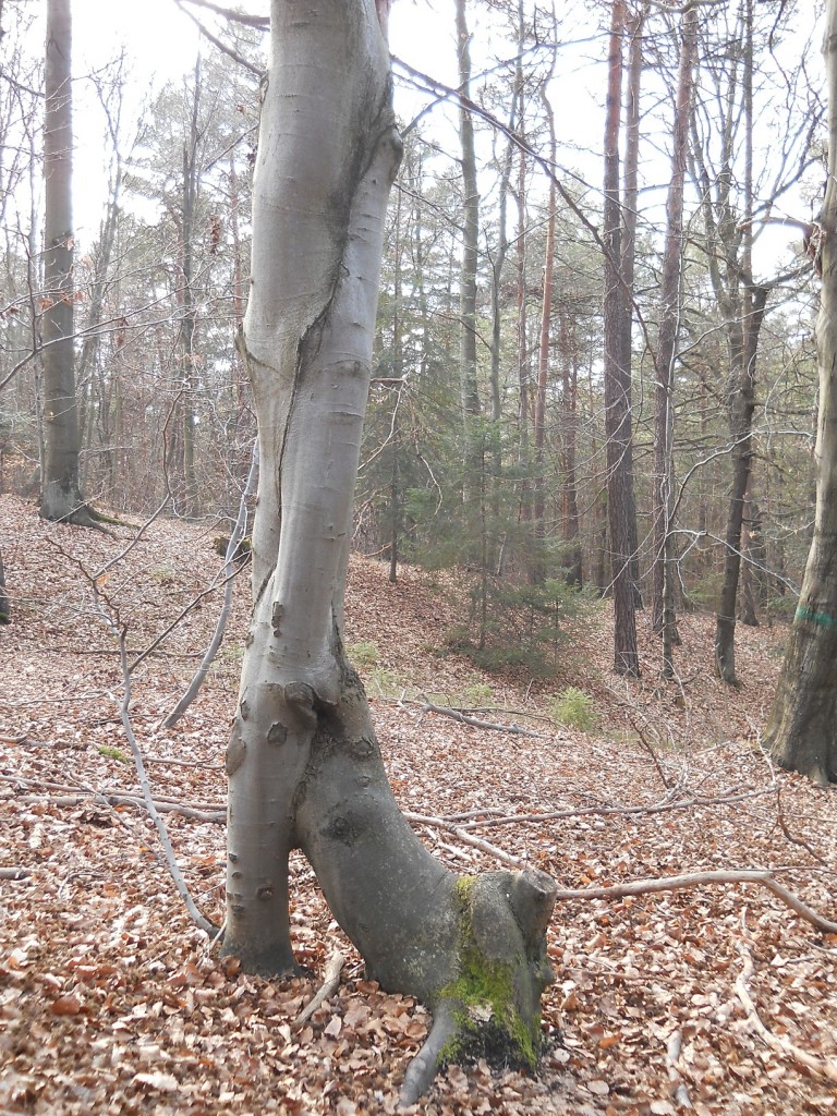 Podróże, Geofity wiosenne - czyli Rezerwat Pazurek i jego bogactwo. - .