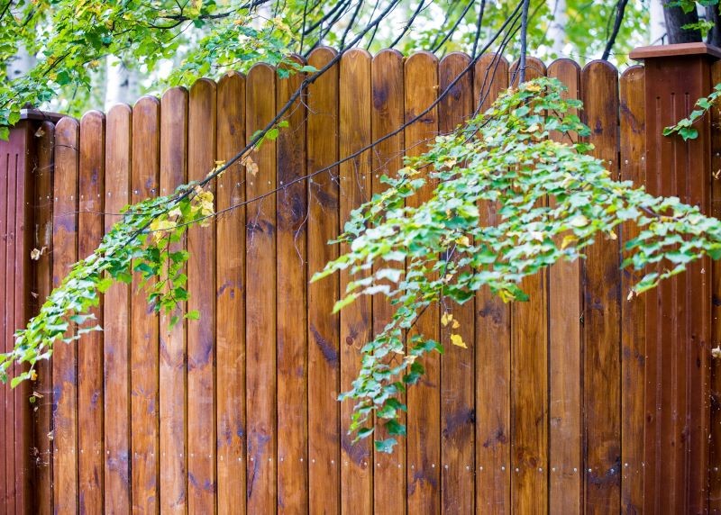 Gałęzie, które przewieszają się nad płotem, często doprowadzają do poważnych sporów sąsiedzkich.