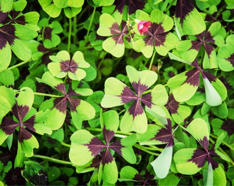 Szczawik Deppego (Oxalis tetraphylla)