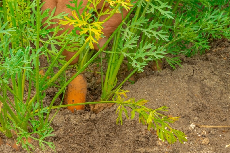 kiedy zbierać marchew