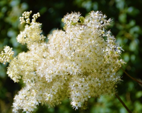 Wiązówka błotna (Filipendula ulmaria)