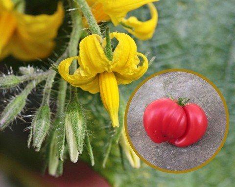 Staśmione kwiaty na pomidorach. Co to oznacza i jak temu zapobiegać?