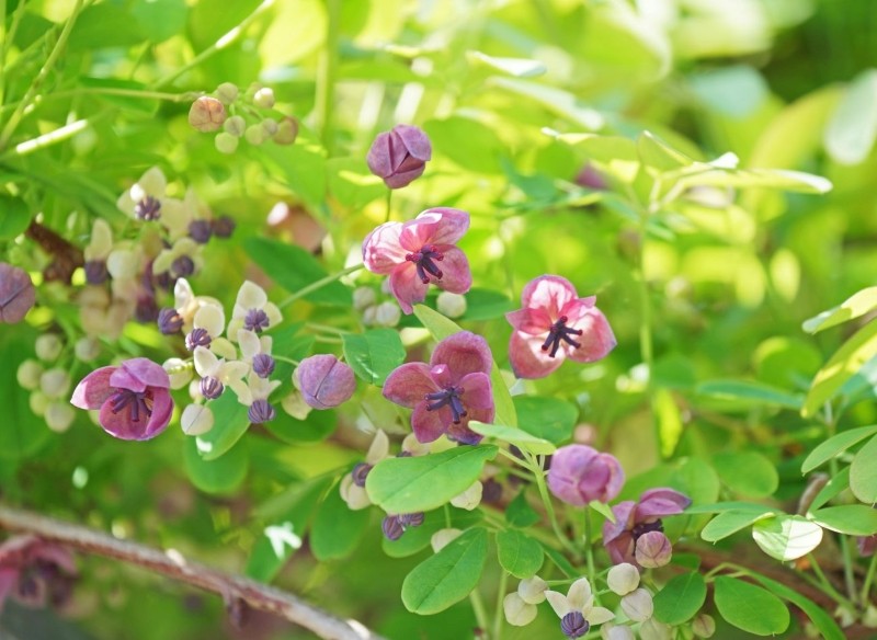 akebia pięciolistkowa